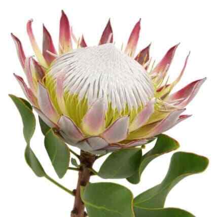 King Protea Flower 12 stems