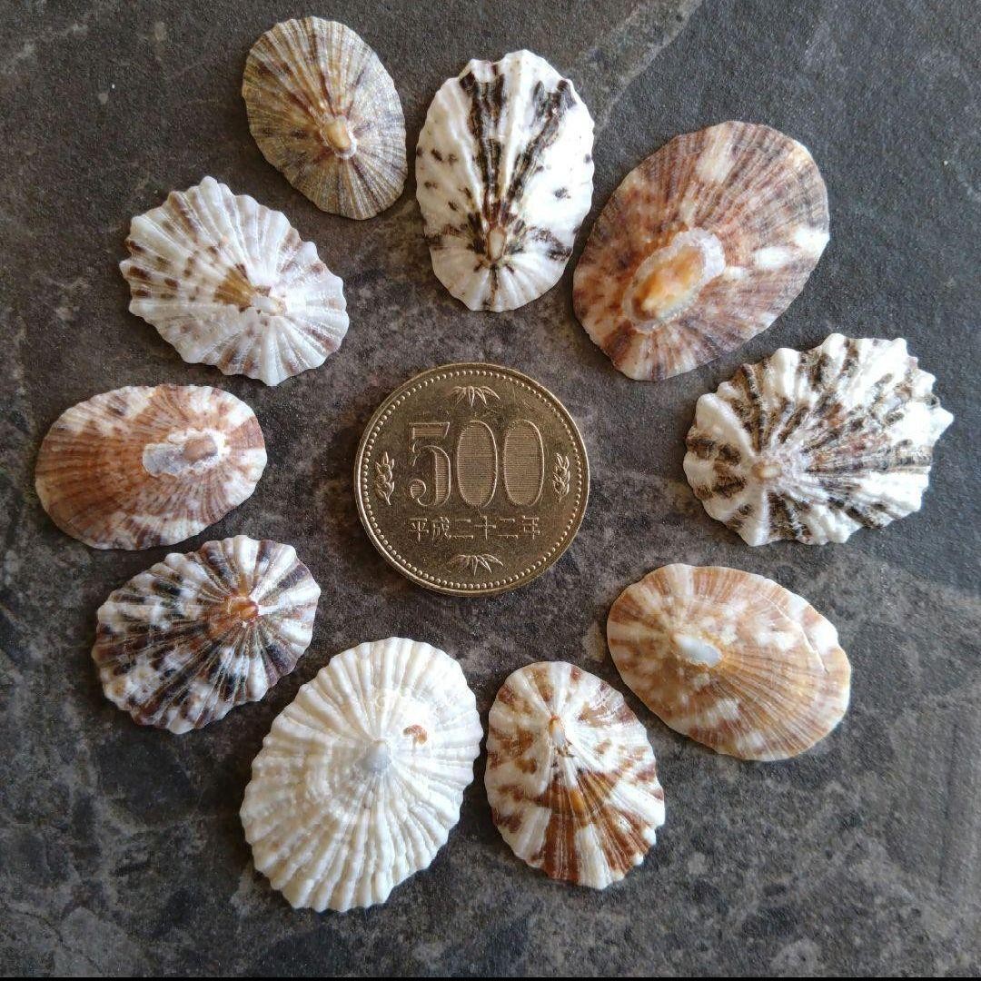 Limpet Shell Sea Glass Specimen Driftwood Genuine Sea shells From Japan 