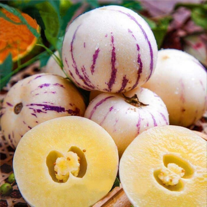 Pepino Melon seed Melon pear or sweet cucumber Exotic fruit 100 seeds
