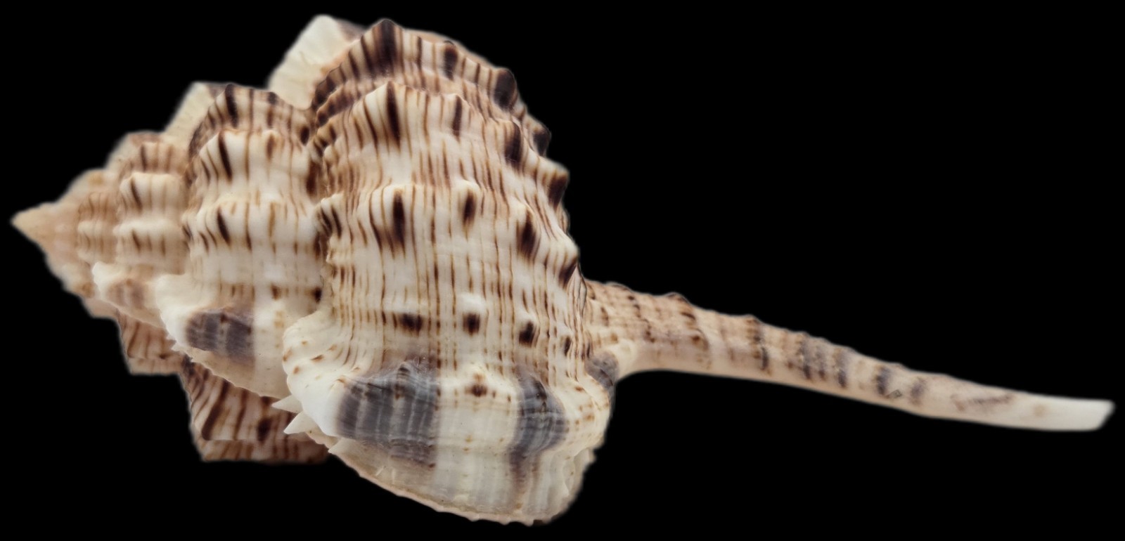 Muricidae Haustellum Haustellum - 113.83 mm -Excellent Color - Long Siphon Canal