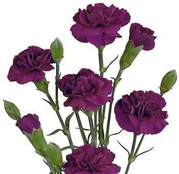 Purple Mini Carnation 150 stems