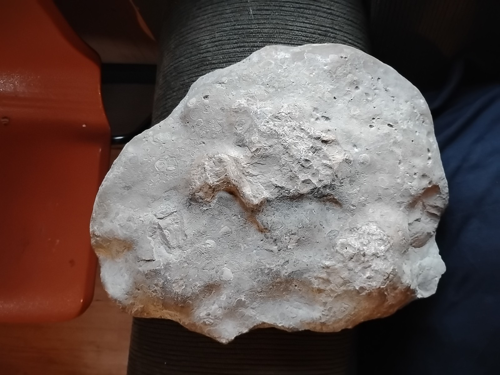 DEFINITELY A DINO BONE... DON'T KNOW WHICH ONE YET.. PLEASE HELP ME IDENTIFY IT.
