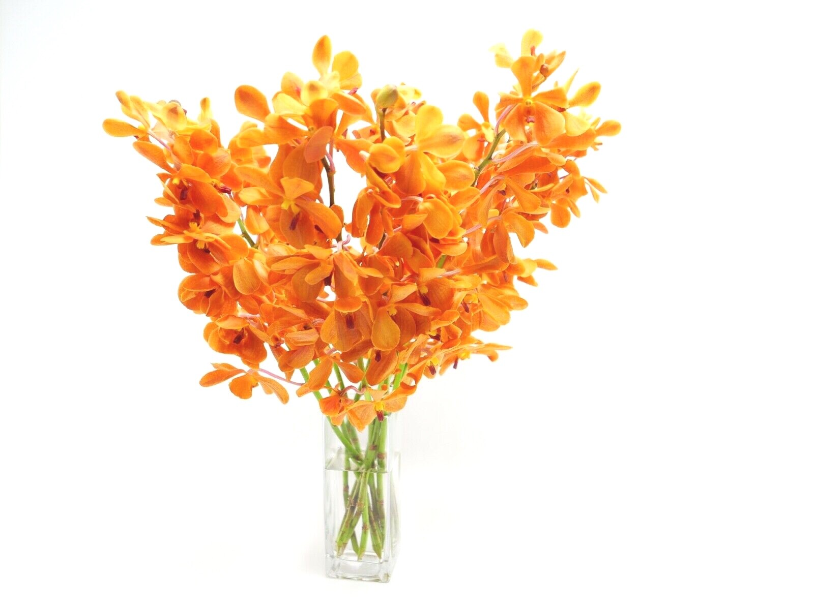 Athena's Garden Orange Mokara Fresh Cut Orchids Bunch with Glass Vase