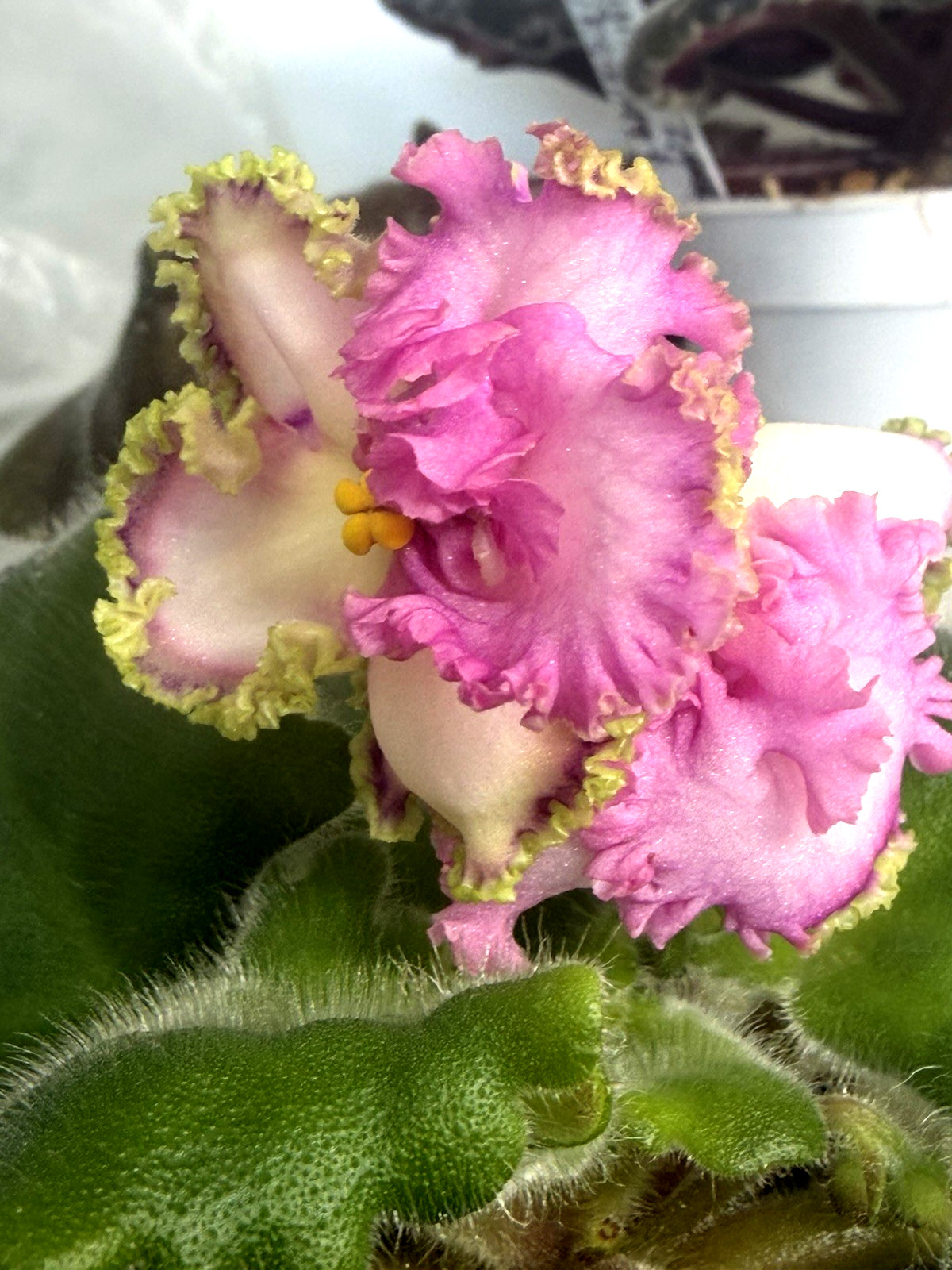 African Violet PLANT ~VAT SINICHKA Starter
