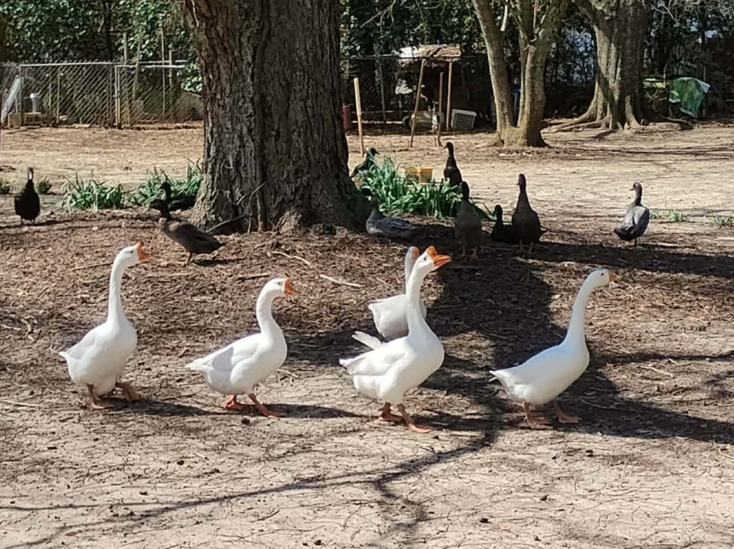 3 Pure Breed White Swan Geese Hatching Eggs - Domestic Geese- Goose- Pure White