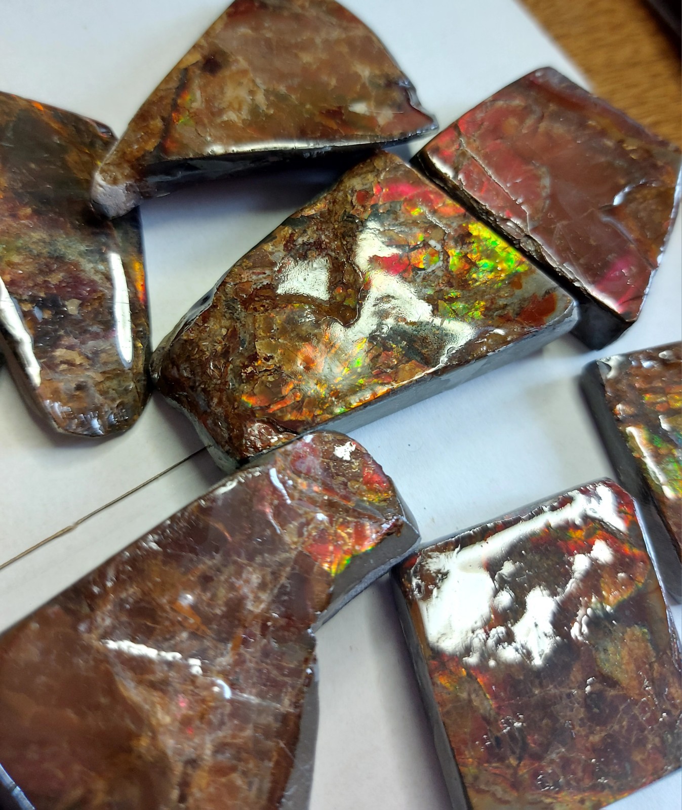 Ammolite  Ammonite  Stones Lot Of 10 Stones All 10 Lot 26