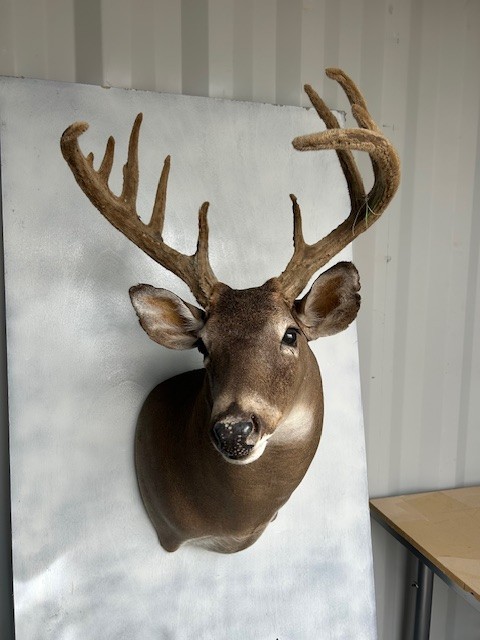 Large velvet 10 Point 154" Whitetail Deer Antlers Shoulder Wall Mount Taxidermy
