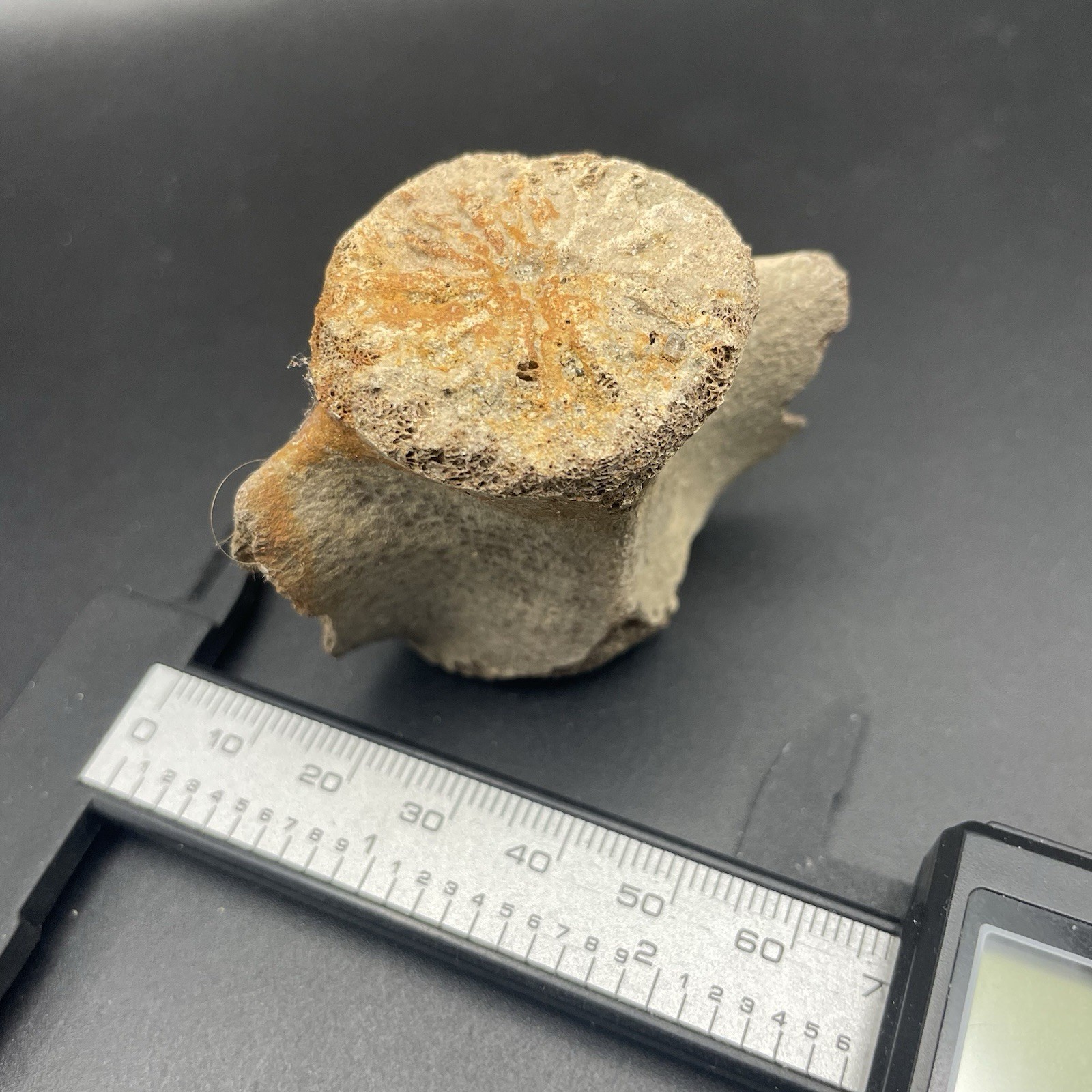 Dolphin Vertebrae Fossil South Florida Authentic Cetacean Fossil