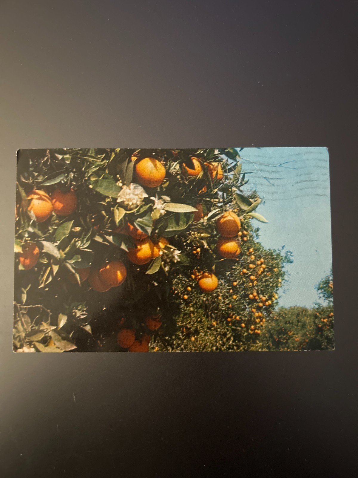 1980 Oranges and Blossoms, California Postcard