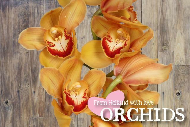 Orange Cymbidium Orchid 10 stems