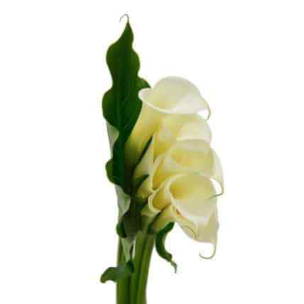 White Calla Lily Bouquets