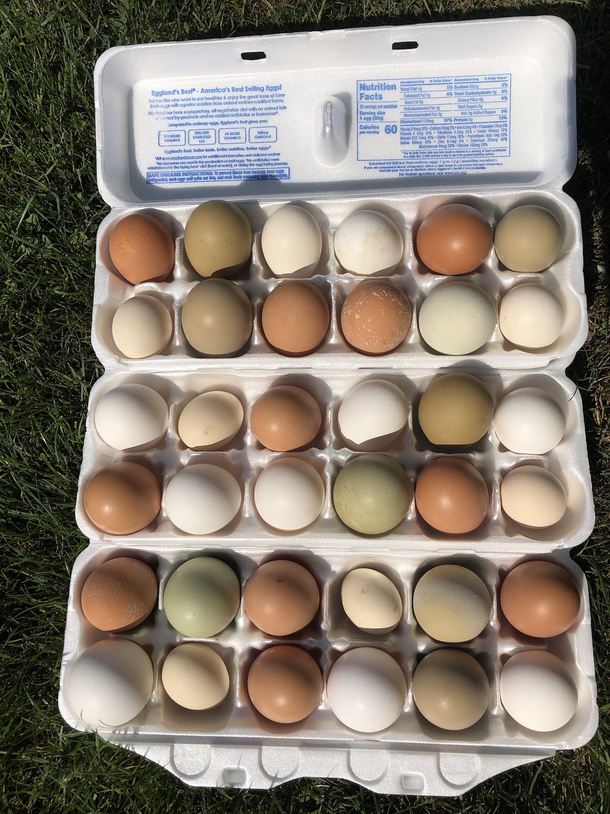 Three Dozen Fresh Barnyard Mix Hatching Eggs! Rainbow Color Assortment!