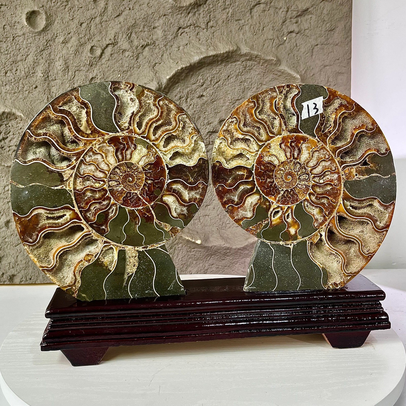 5.8LB - Shell Slice Pair Display - Cut in Half Sea Shells with Stand