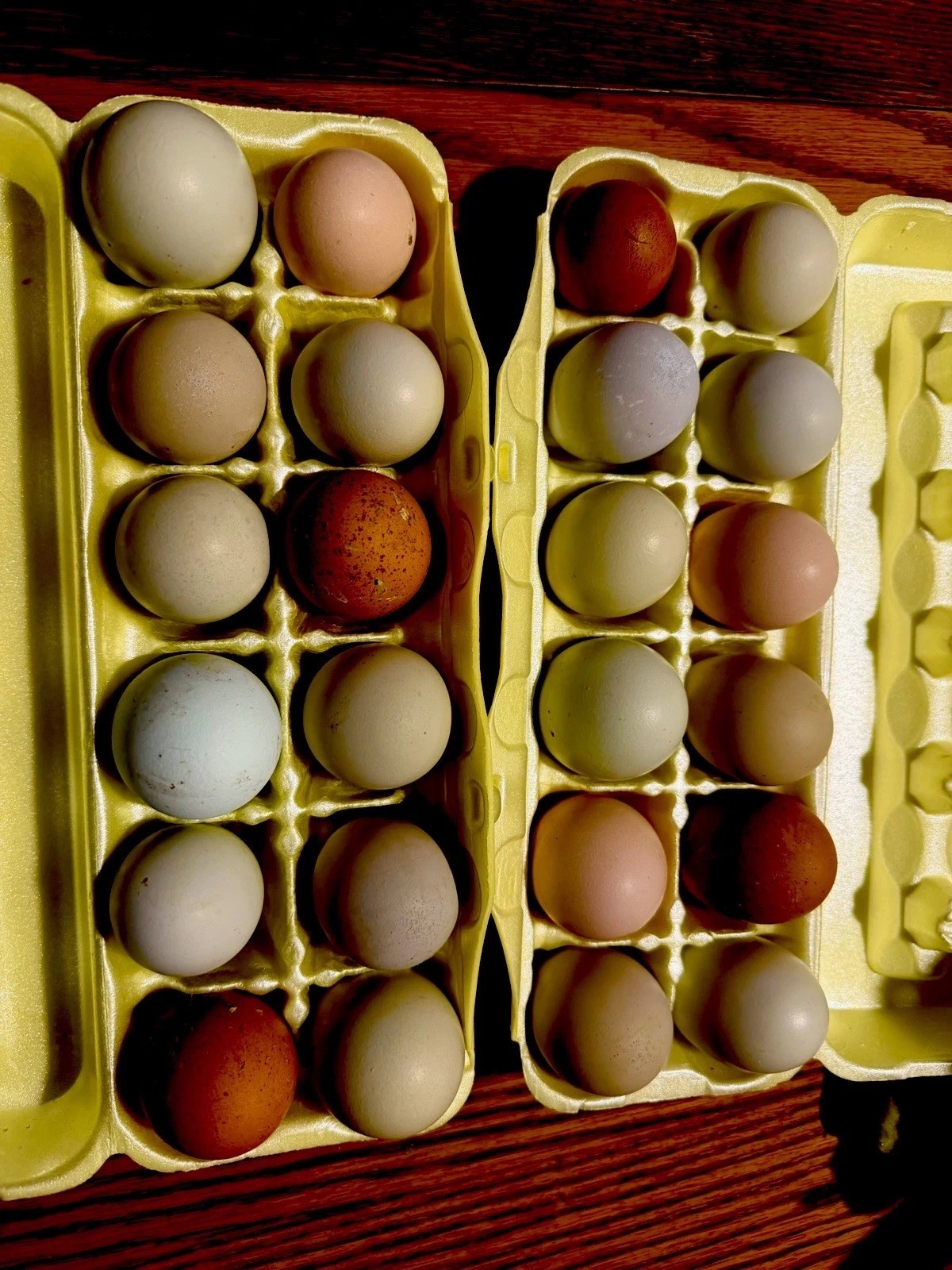 18 + Easter Eggers / Olive Egger  Hatching Eggs Free Priority Shipping