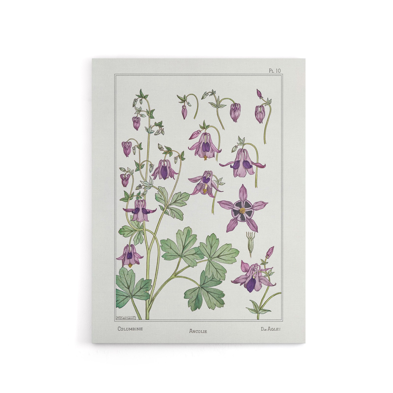 Columbine Aquilegia Flower Canvas Wall Art Print Verneuil