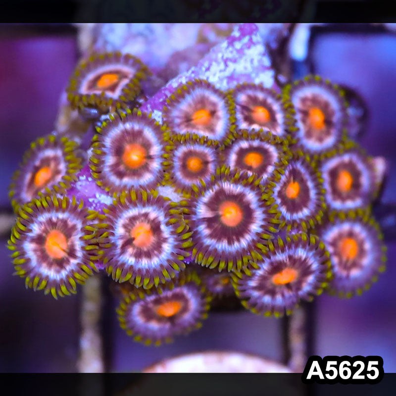 Item#A5625LP5625(S) WYSIWYG Indo Ultra Zoanthid Frag