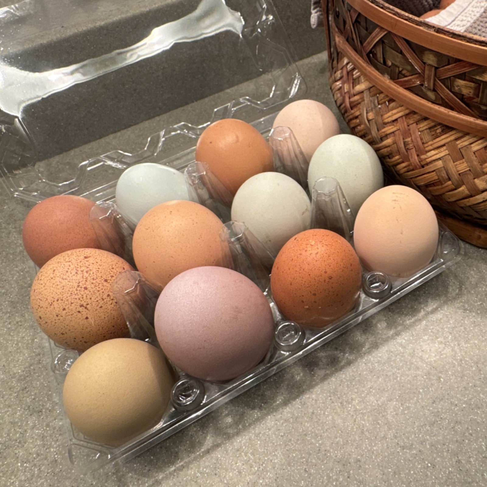 Colorful Easter Egger Dozen Hatching Eggs 