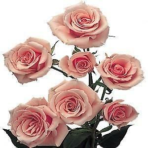 Light Pink Spray Roses 10 Bunch