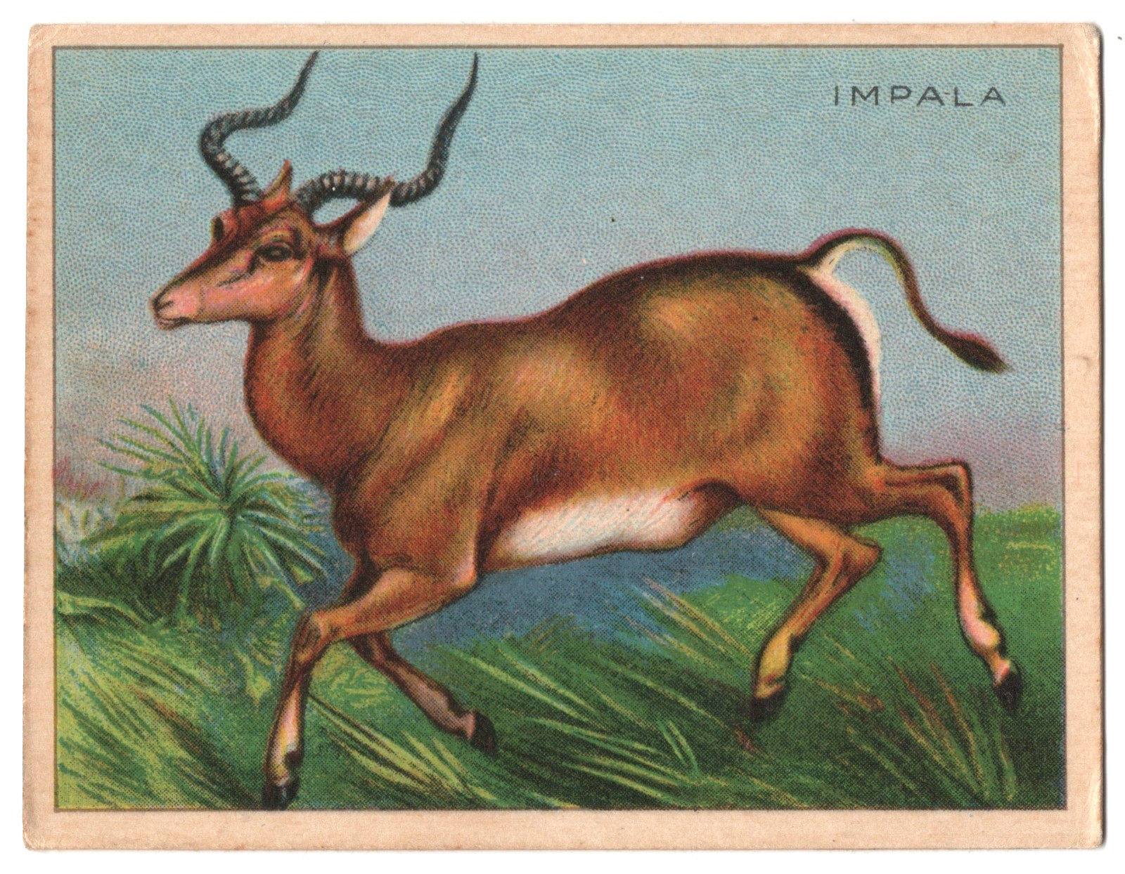 1925 Impala Trading Card FC1 Harry Horne Jelly Animals Like T29 Hassan Tobacco