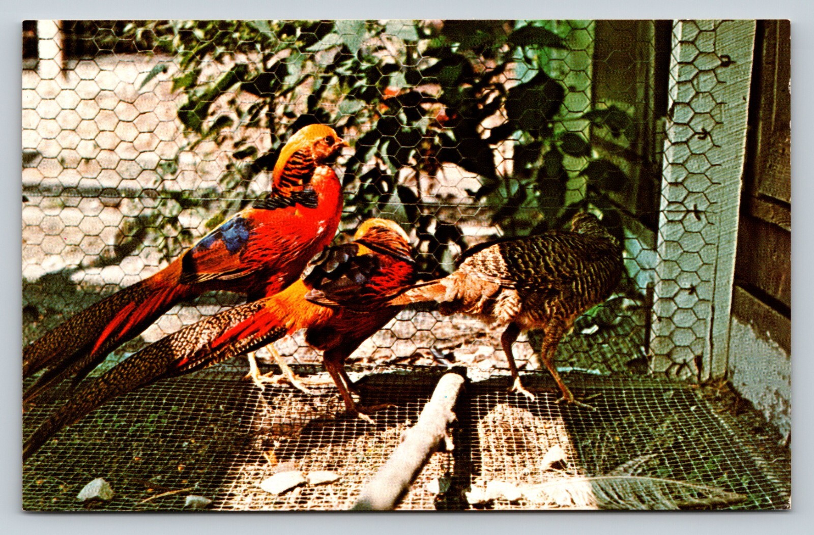 Golden Pheasants At Gobblers Knob Zoo Farm - PARKE COUNTY IN Vintage Postcard