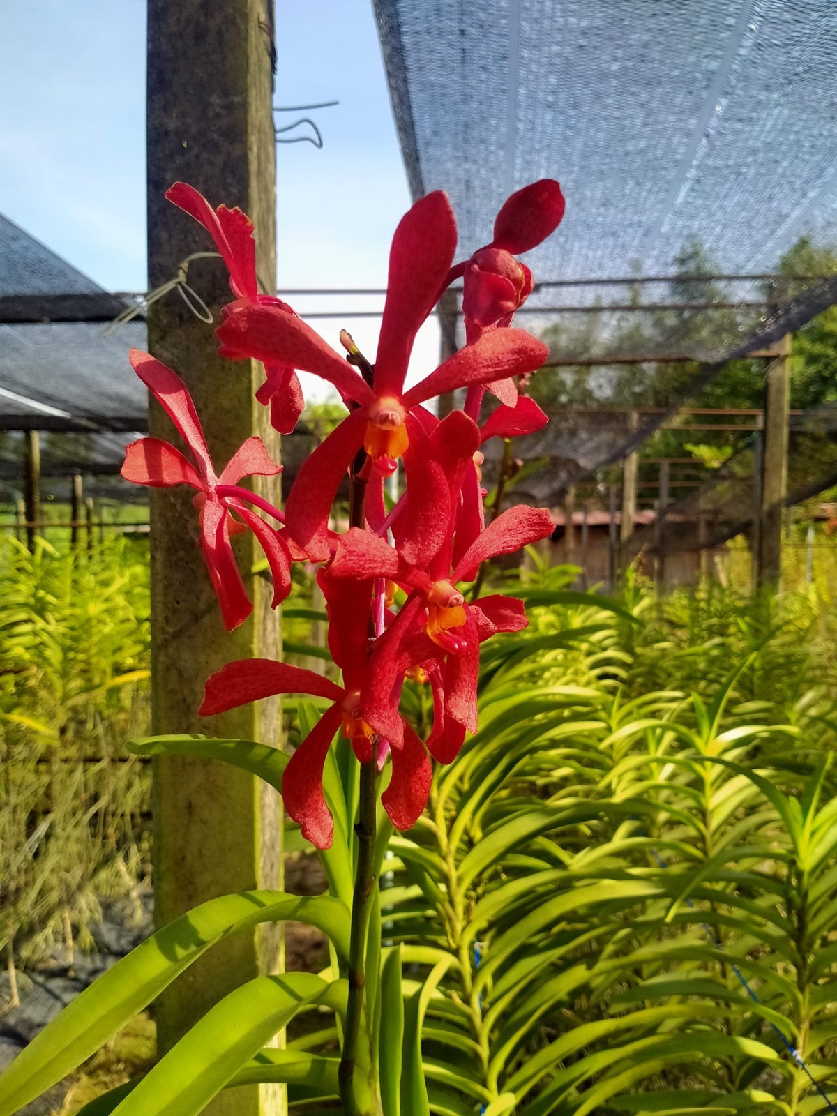 3 Branches Mokara Topred ORCHIDACEAE red color