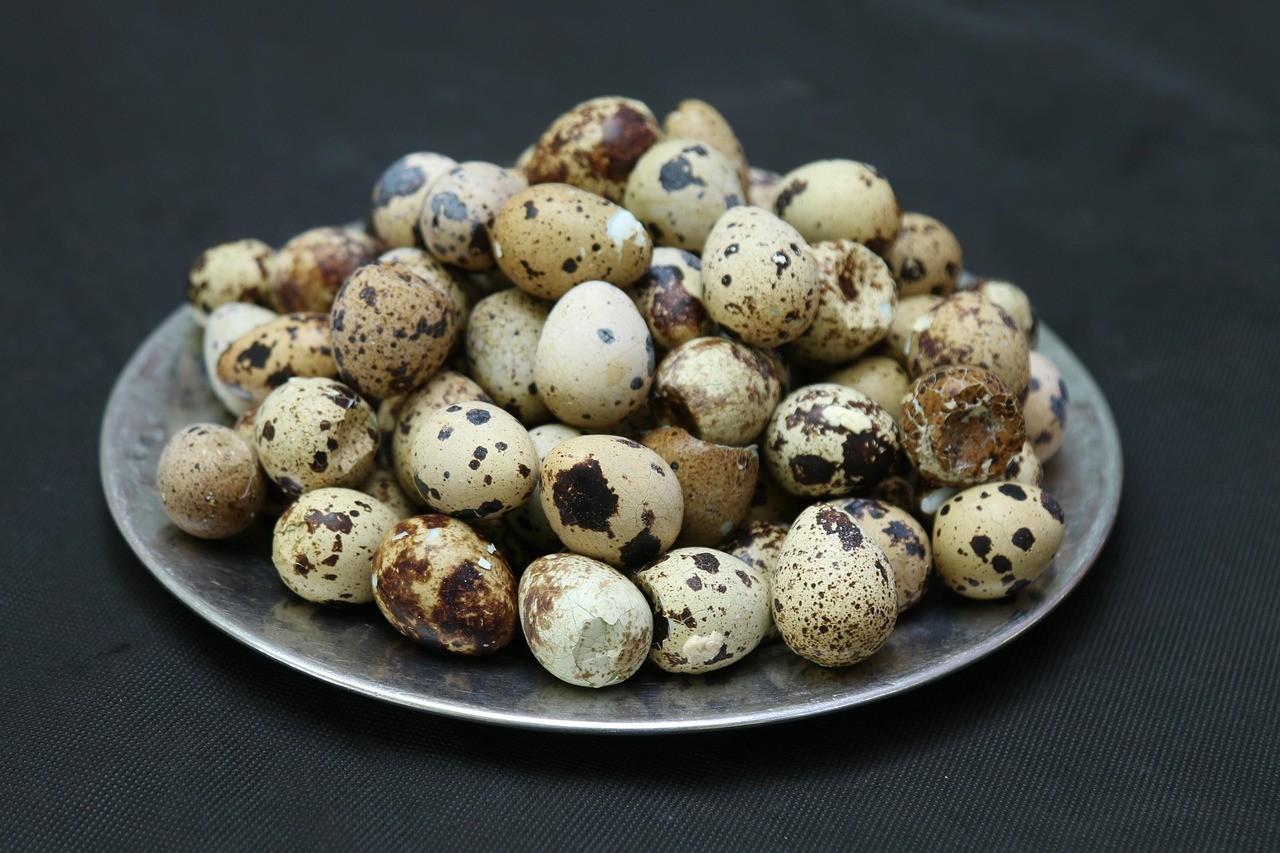 Japanese Coturnix Hatching Eggs