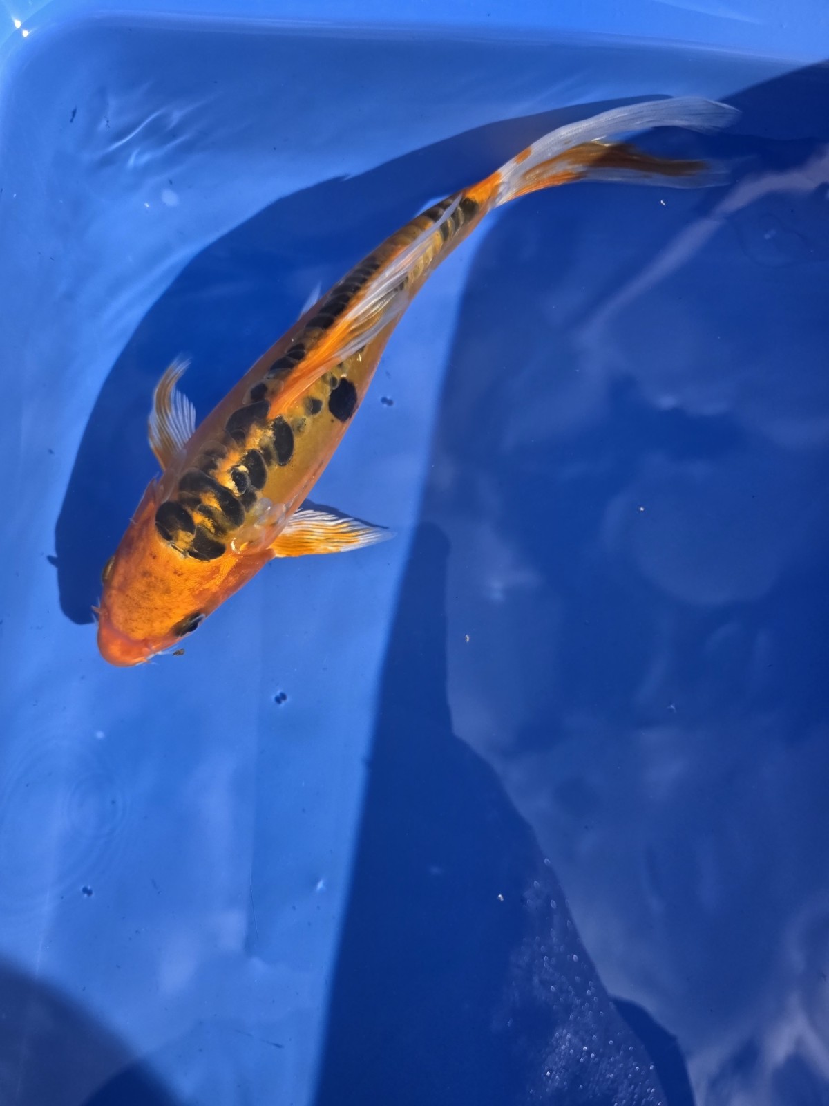 7–9 Inch Butterfly Doitsu Koi – Long Fin Live Koi Fish