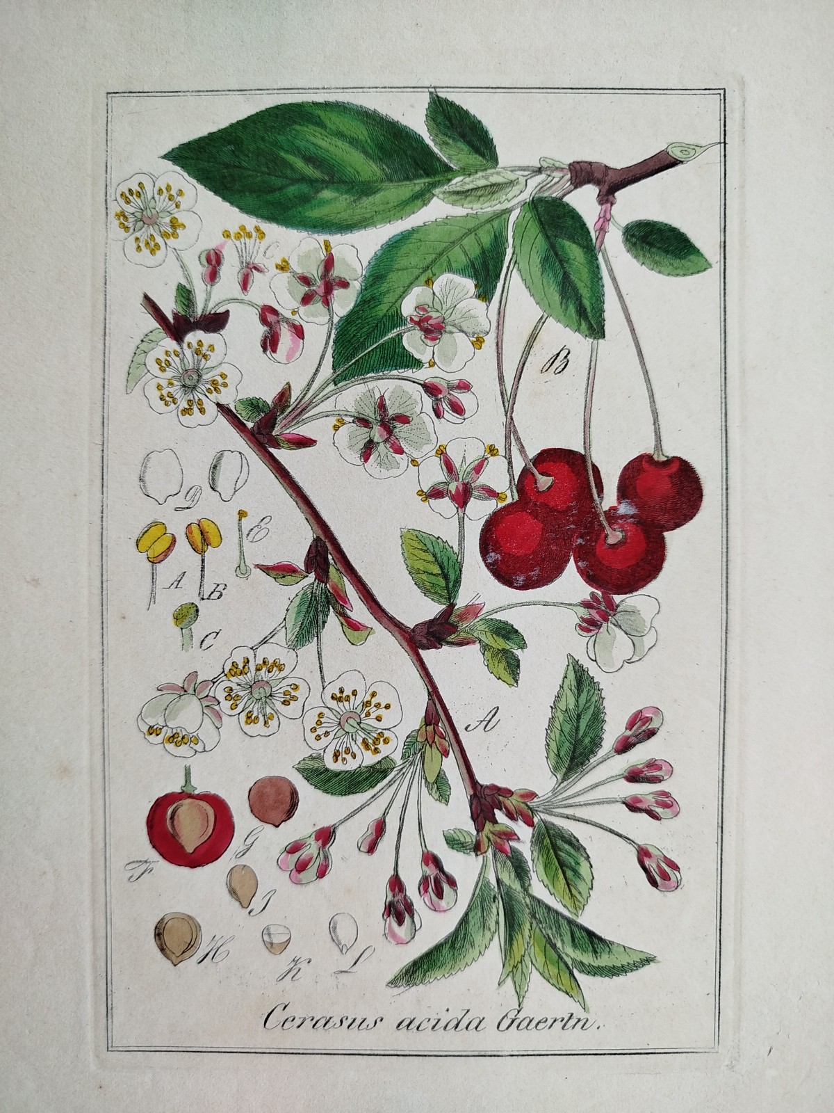 Cherry - Winkler Medicinal Plants Botany Coloured - 1840