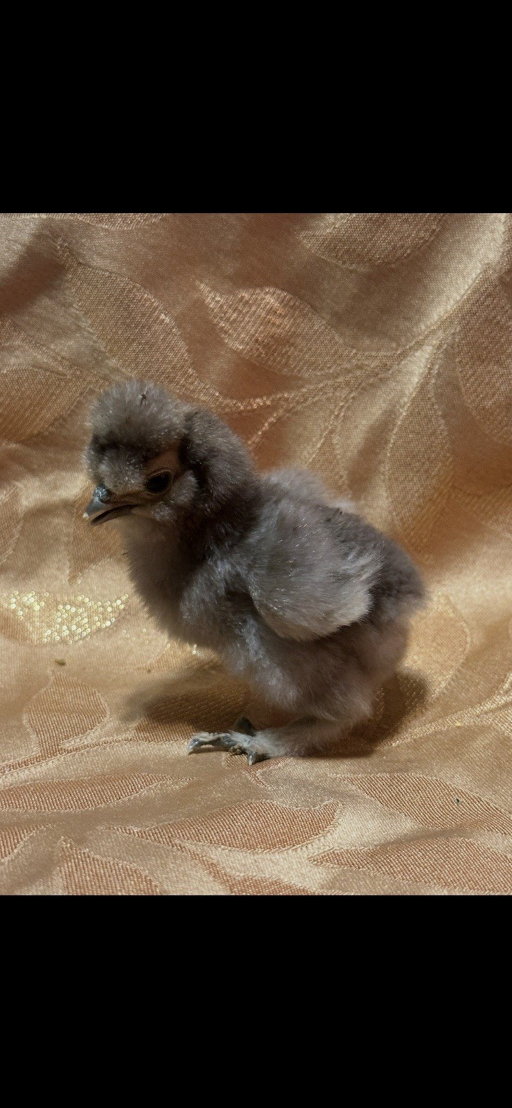 Mauve Silkie Hatching 🐣(6) Eggs 