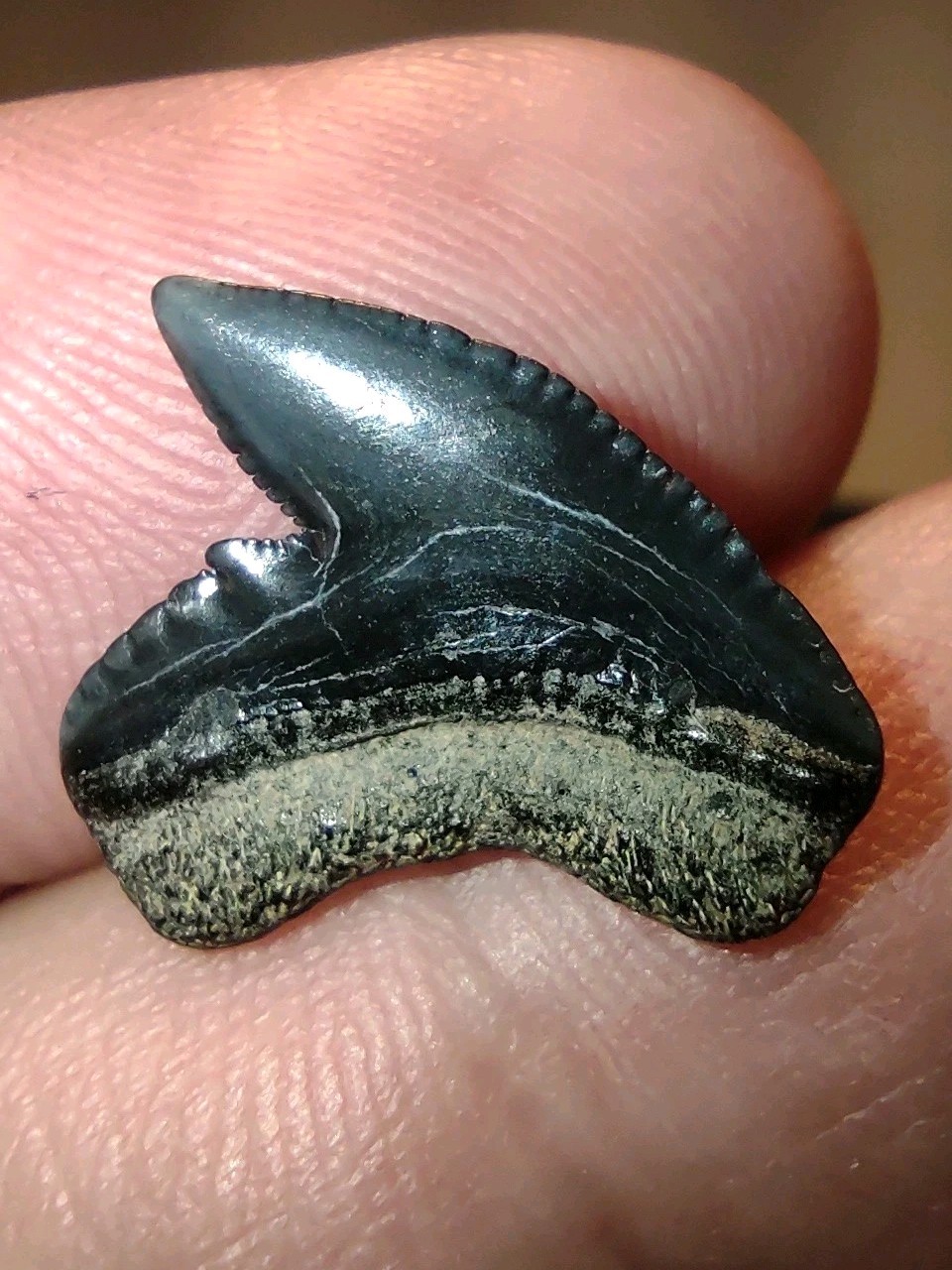 A Real Jet Black Extinct Tiger Shark Tooth Fossil Sharks Teeth Great Fossils NC