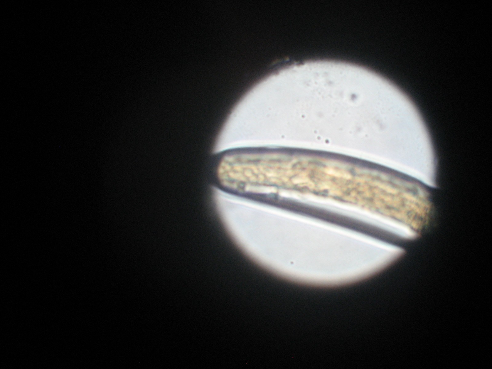 NEMATODES SOIL/PLANT PARASITES 84 Prepared Microscope Slides CALIFORNIA vintage