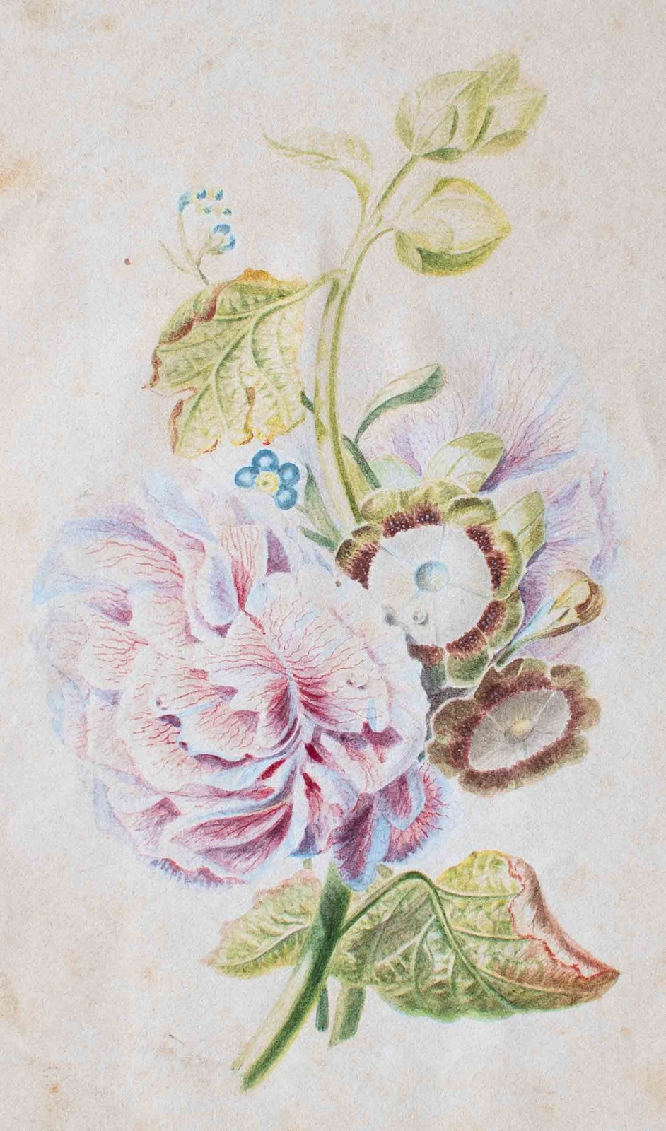 Rose Flower Study Netherlands Unknown Signed Coloured Pencil 1837