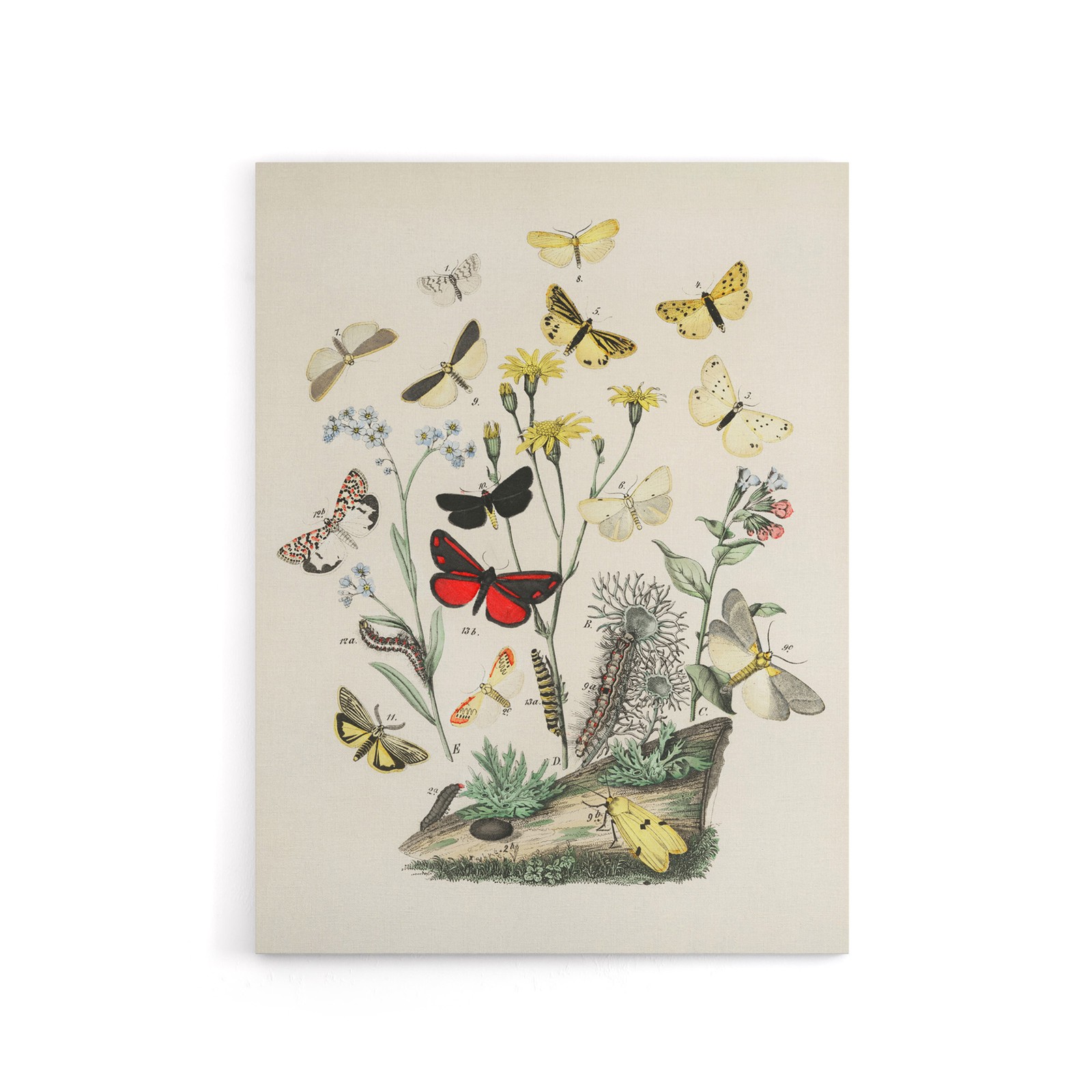 Small Butterflies Caterpillars Kirby Vintage Canvas Wall Art