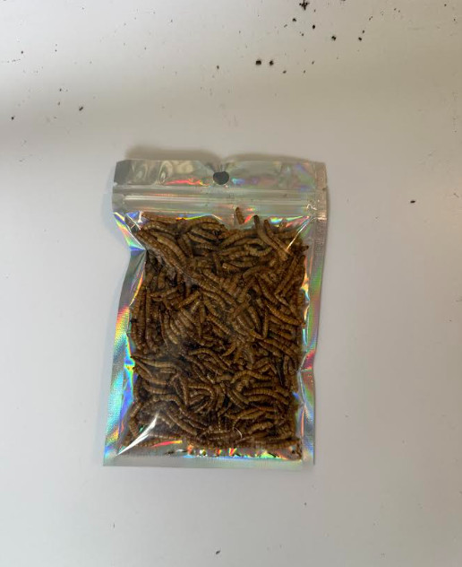 Dried mealworms - Food for invertebrates