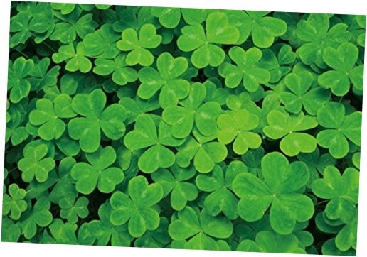  Green Shamrock Background St Patrick's Day Decorations Ireland National 7x5ft