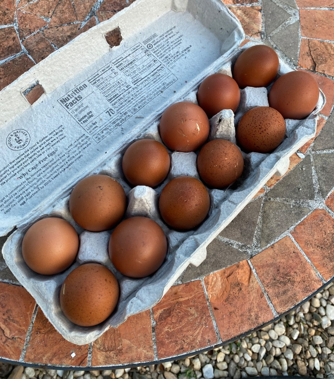 6+ French black copper marans hatching eggs