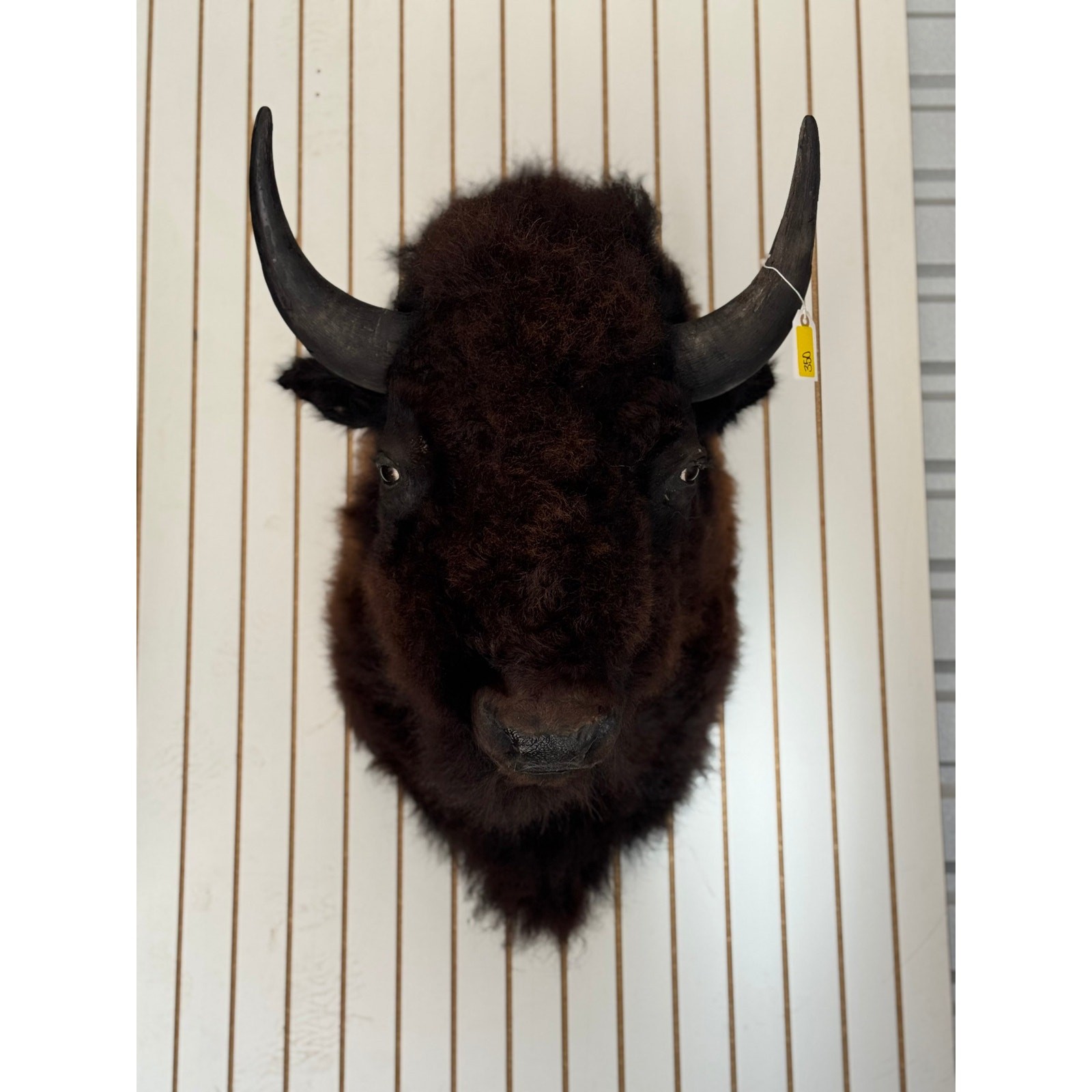 FHDAR350- XL Buffalo Taxidermy Shoulder mount Bull