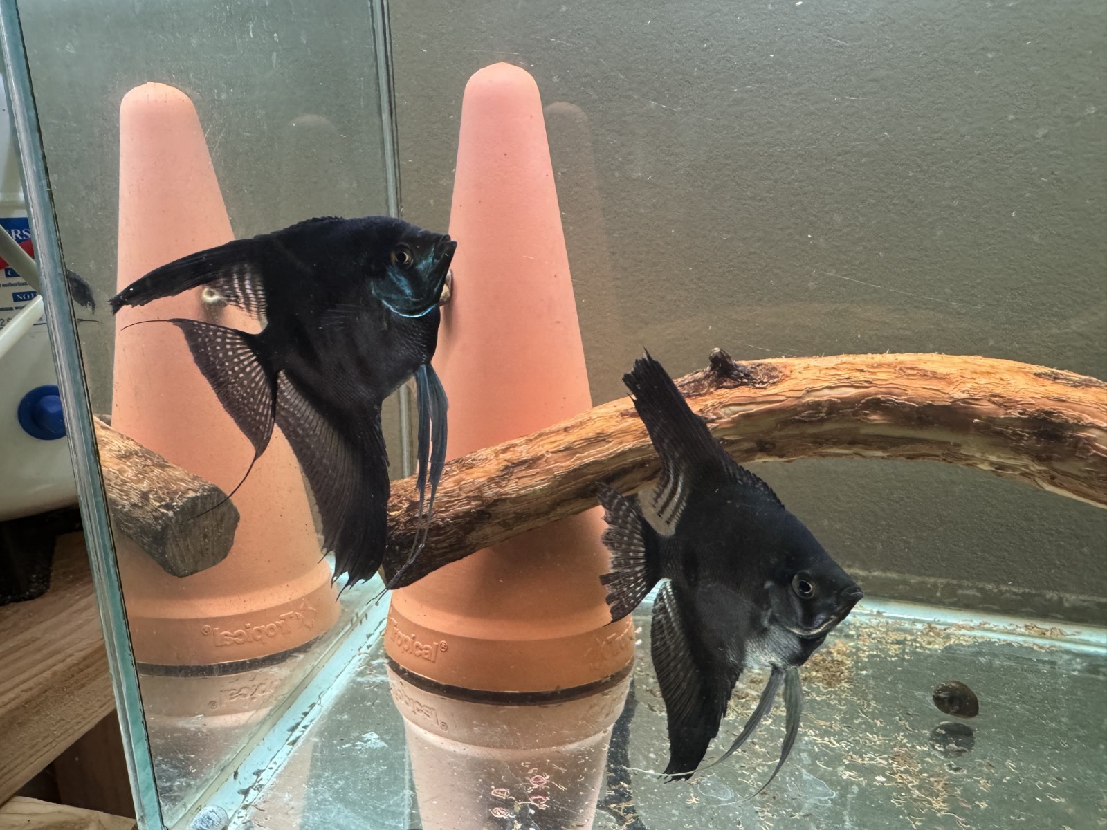 Newly Formed Pinoy Angelfish Pair 2, South American Cichlid, Live fish