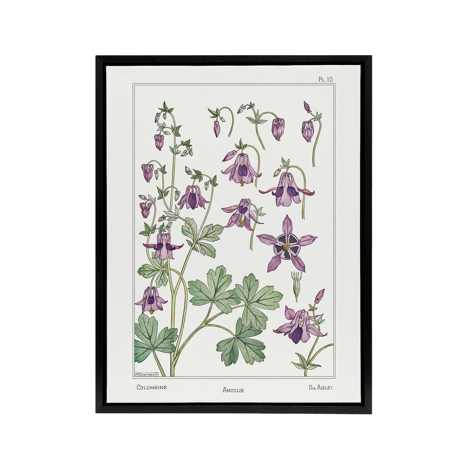 Columbine Aquilegia Flower Framed Canvas Wall Art Print Verneuil