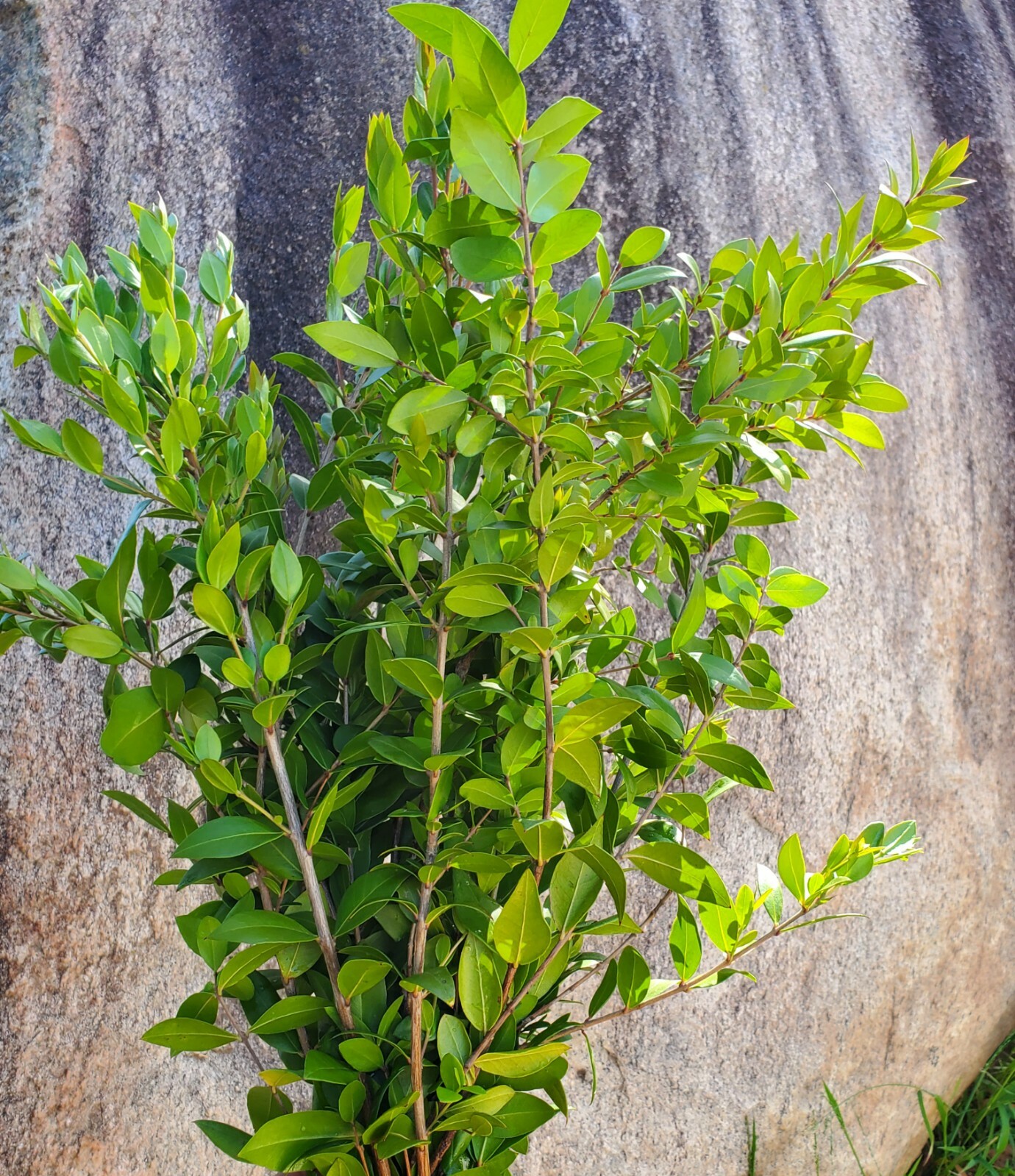 Myrtle Fresh Flower Bunches