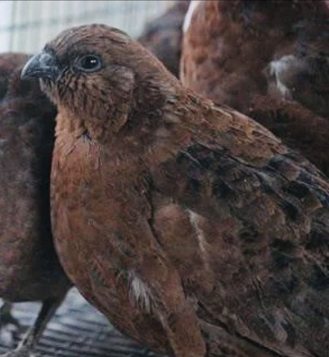 10 + Red bobwhite Quail Hatching Eggs NPIP Cert