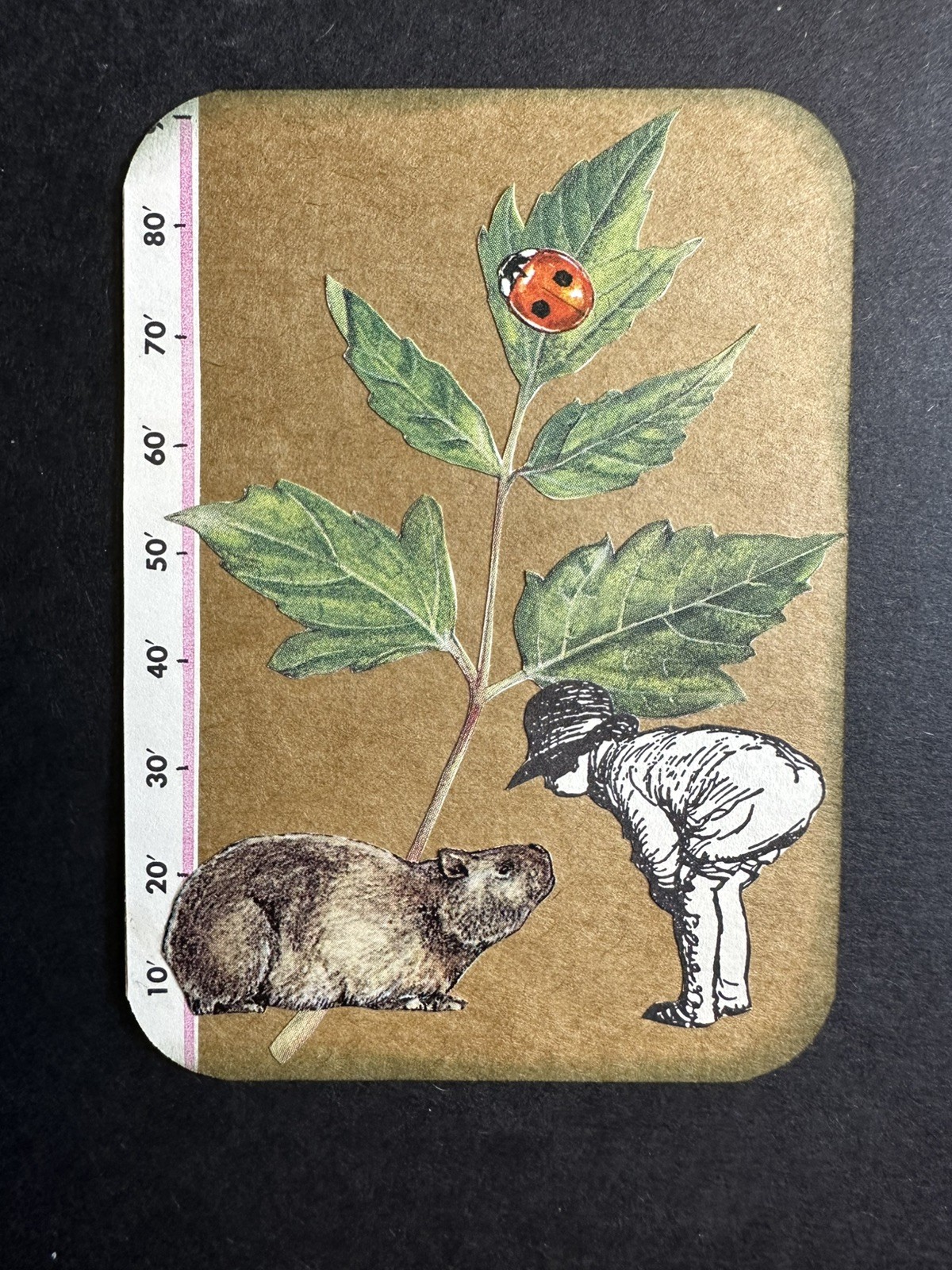  ACEO original ATC card collage hand-cut paper child groundhog ladybug leaves