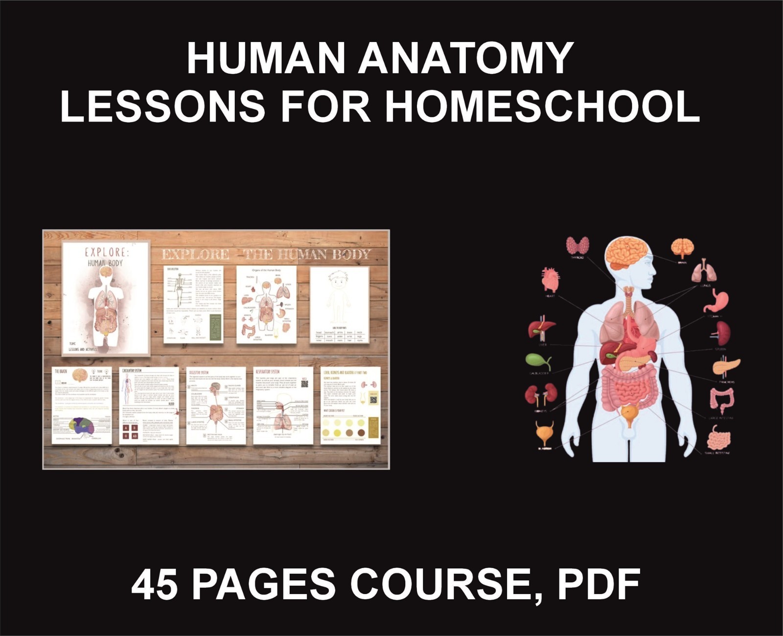 Human Body Anatomy, Lesson For Homeschool, PDF