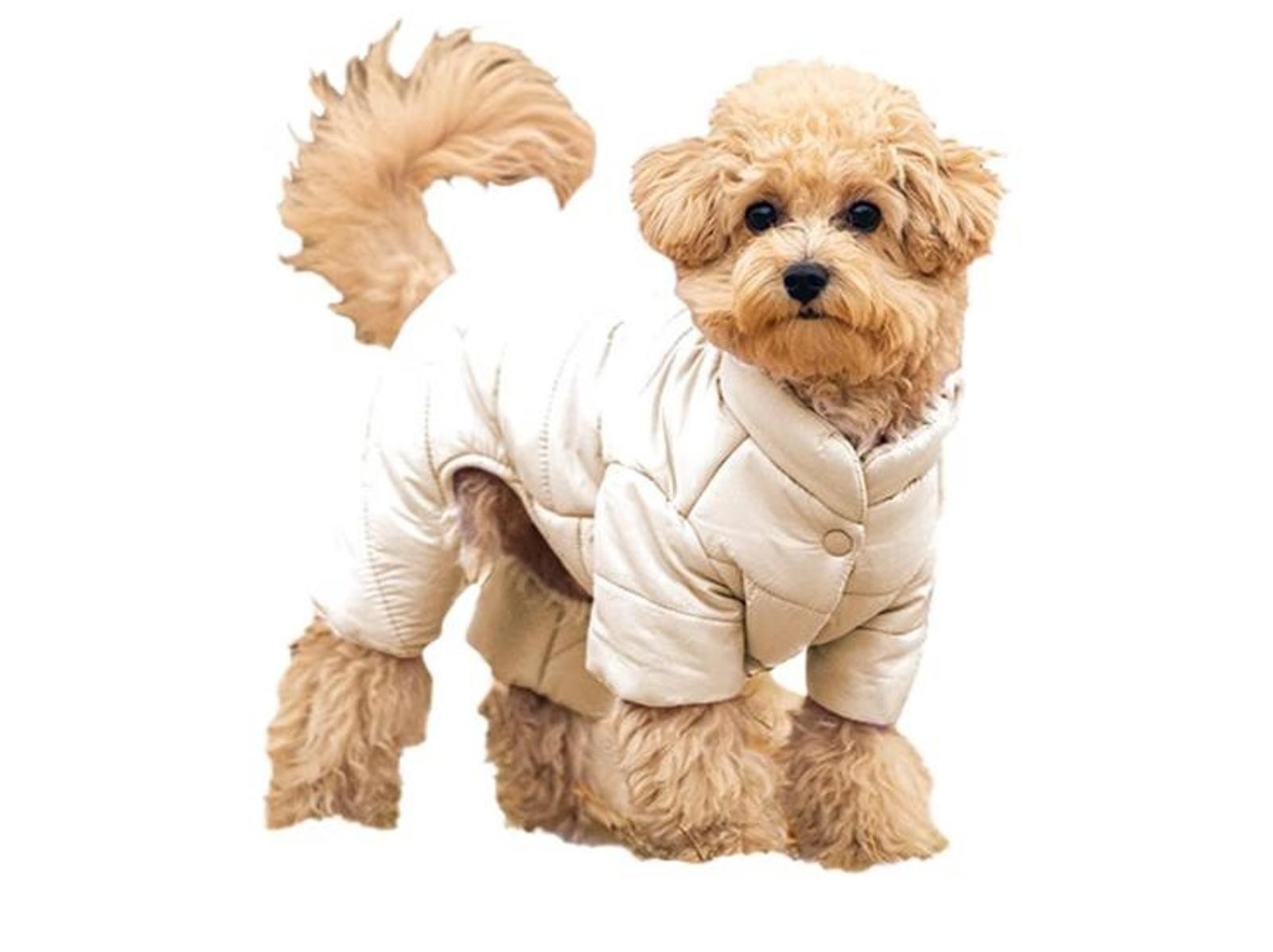 Super Tiny Doggie/ Kittie Winter Suit, Brand New