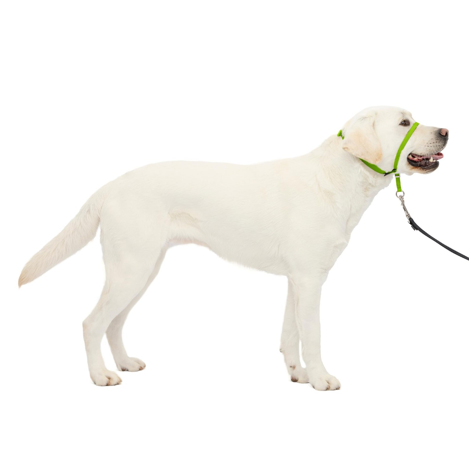 Gentle Leader Headcollar No Pull Dog Collar Large Apple Green Adjustable PetSafe