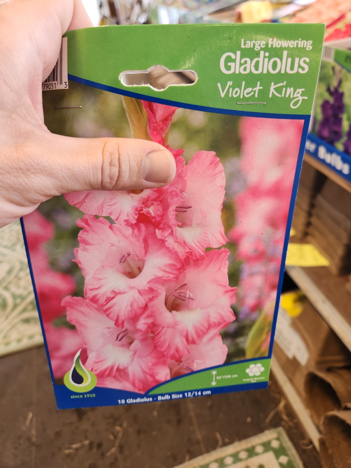 Hardy Gladiolus (Violet King) 10 Plant Bulbs, Flowers Spring Summer