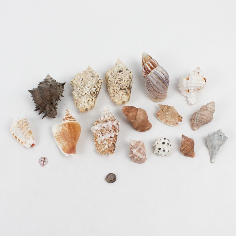 Lot of 15 Assorted Marine Sea Snail Shells Collectible Seashells DIY Crafts