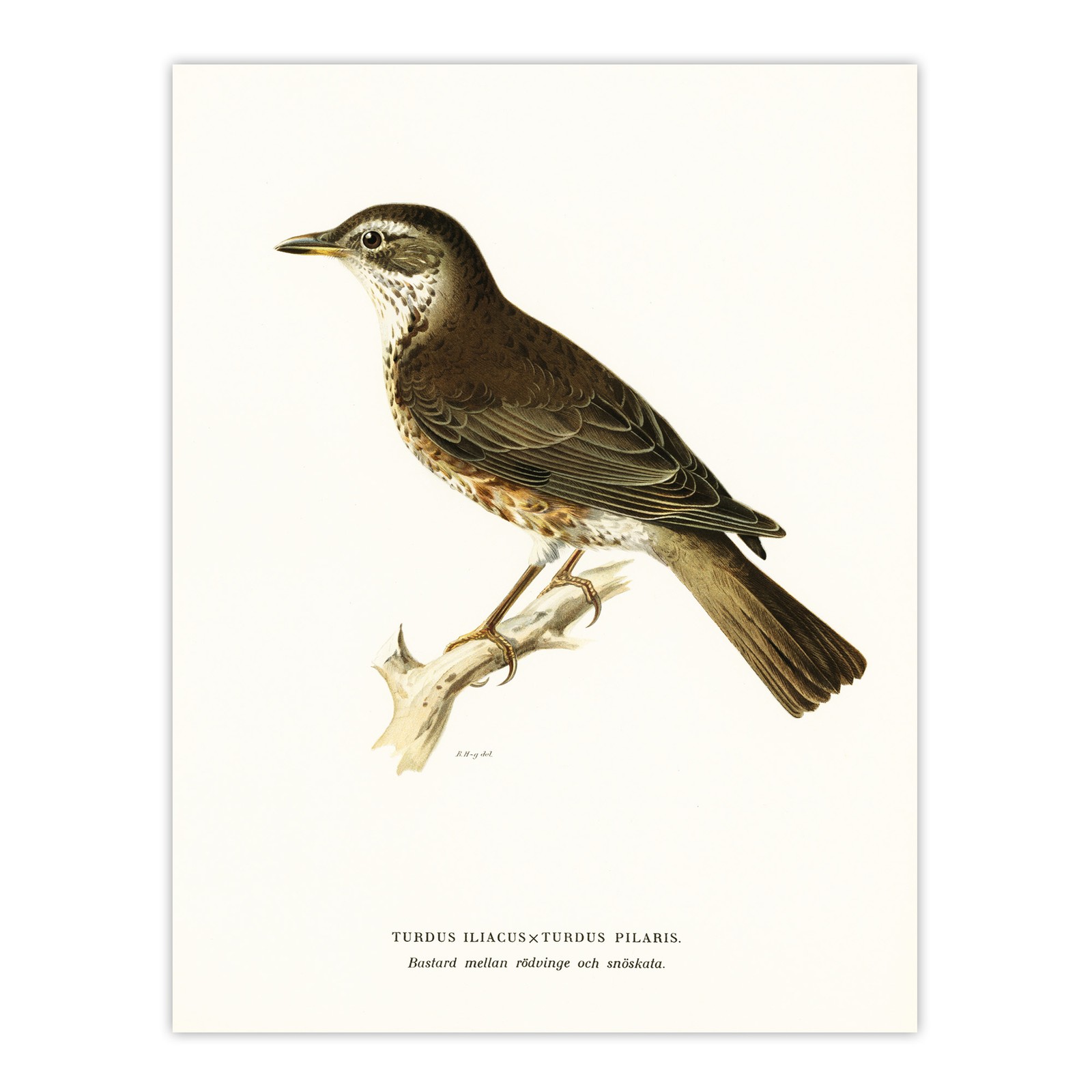 Redwing Bird Turdus Iliacus Von Wright Vintage Wall Art Print Poster