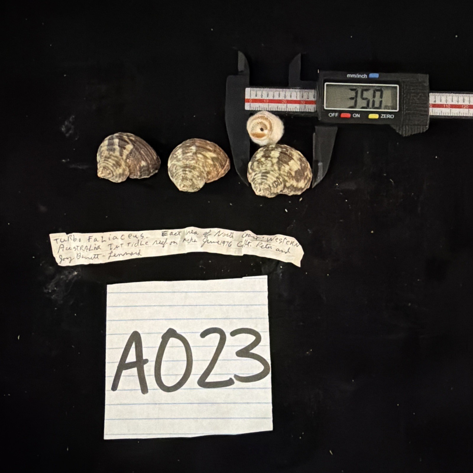 Turbo Faliaceus Lot Of 3 Shells W/ Operculums Australia (A023)