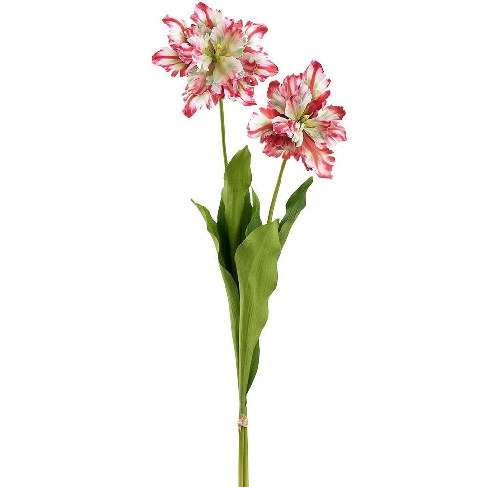 Parrot Tulip Stem with Two Blooms Variegated Cranberry and Green 30.5"